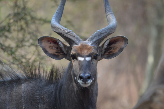 male nyala